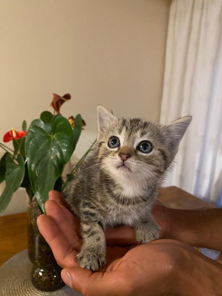 Beautiful kittens for sale 