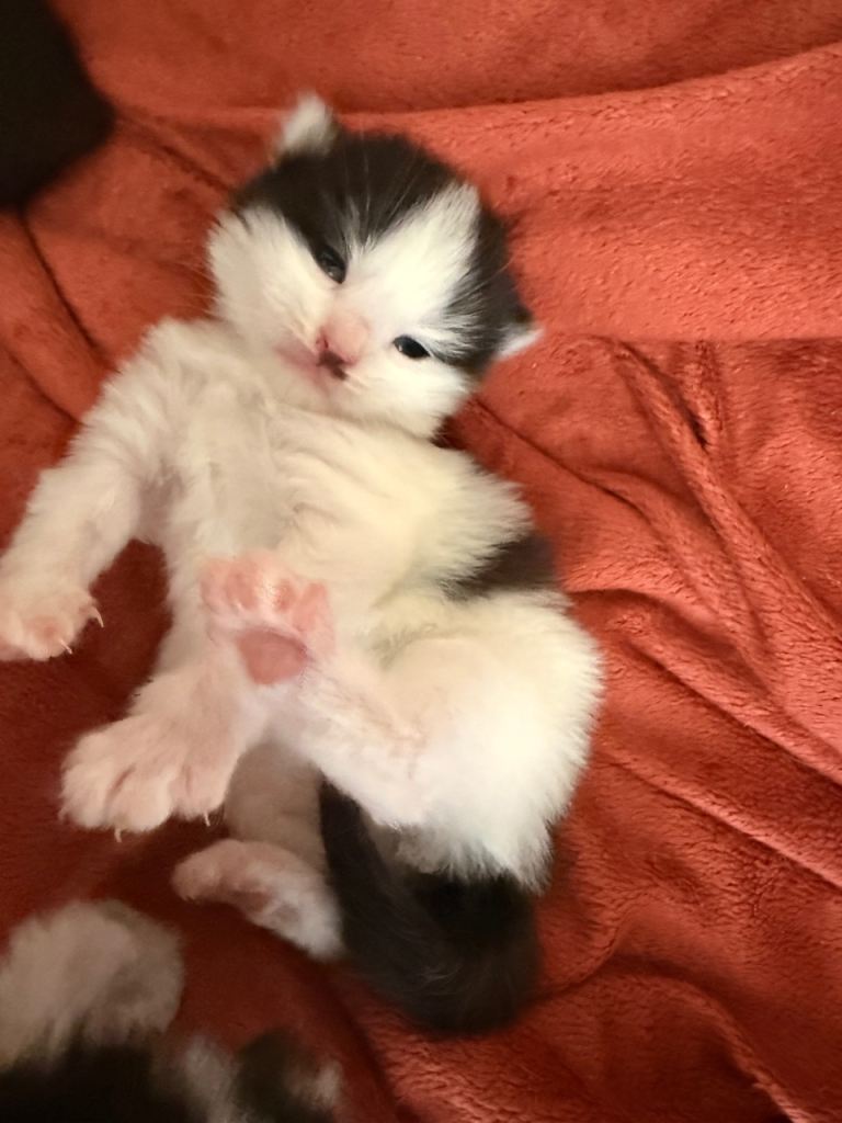2 beautiful tuxedo kittens 