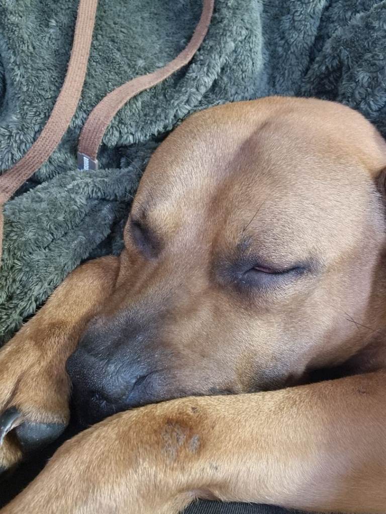 Bruno staffie cross Mastiff