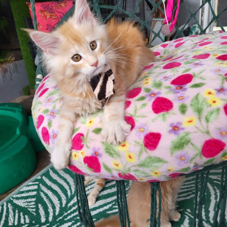 Maine Coon kittens ready now