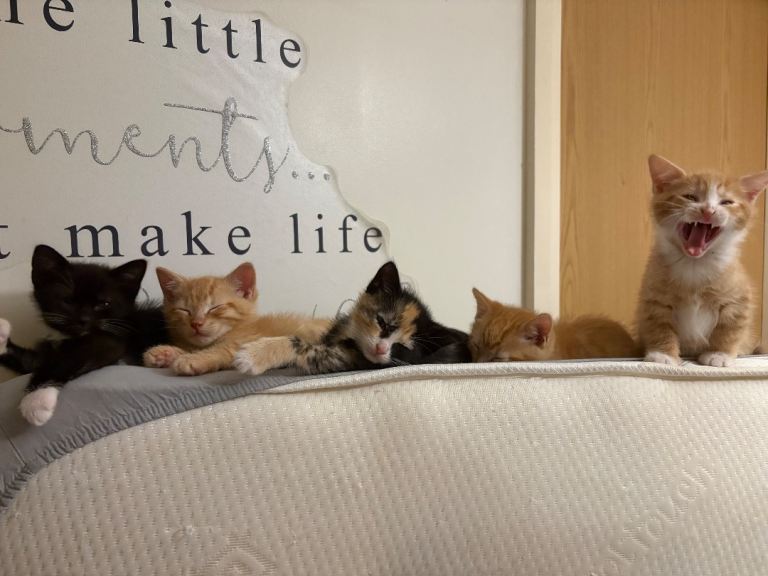3 kittens for sale