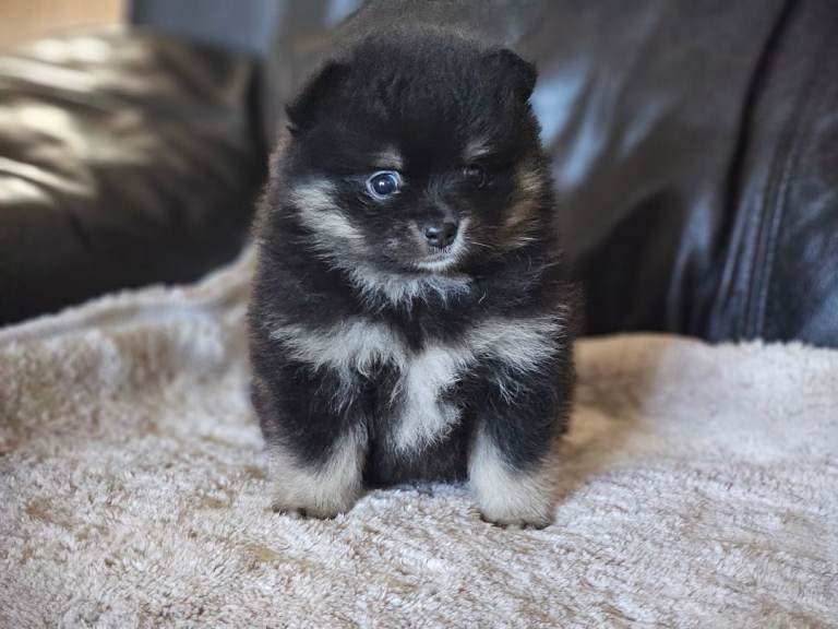 1 pomeranian baby boy