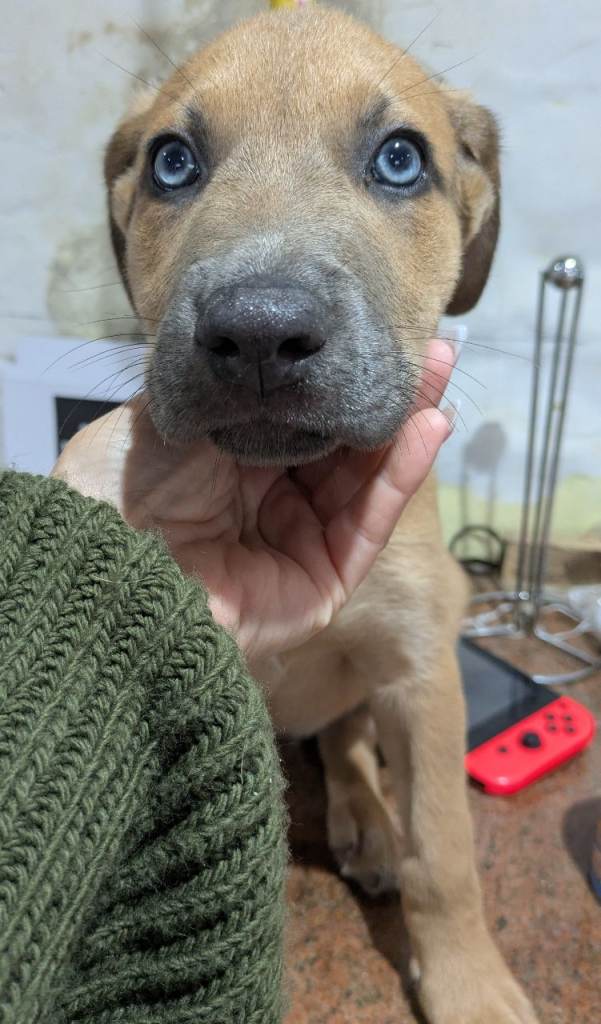 Rottweiler x boerboel puppies