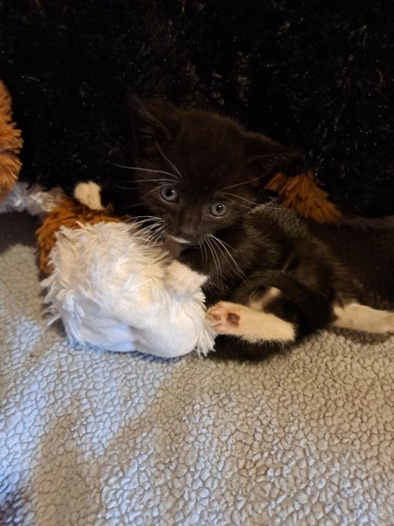 Cute kittens