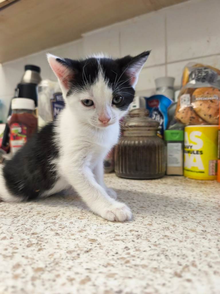 Cute kitten