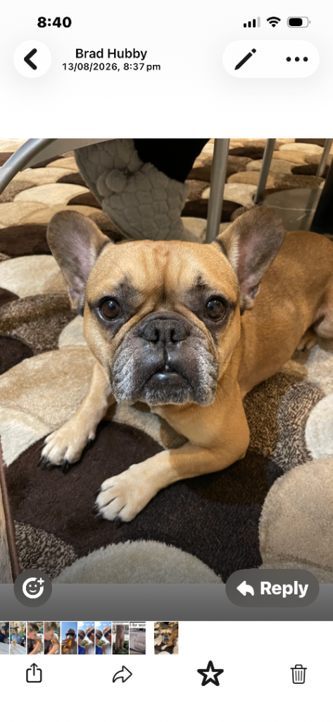 French bull dog for sale