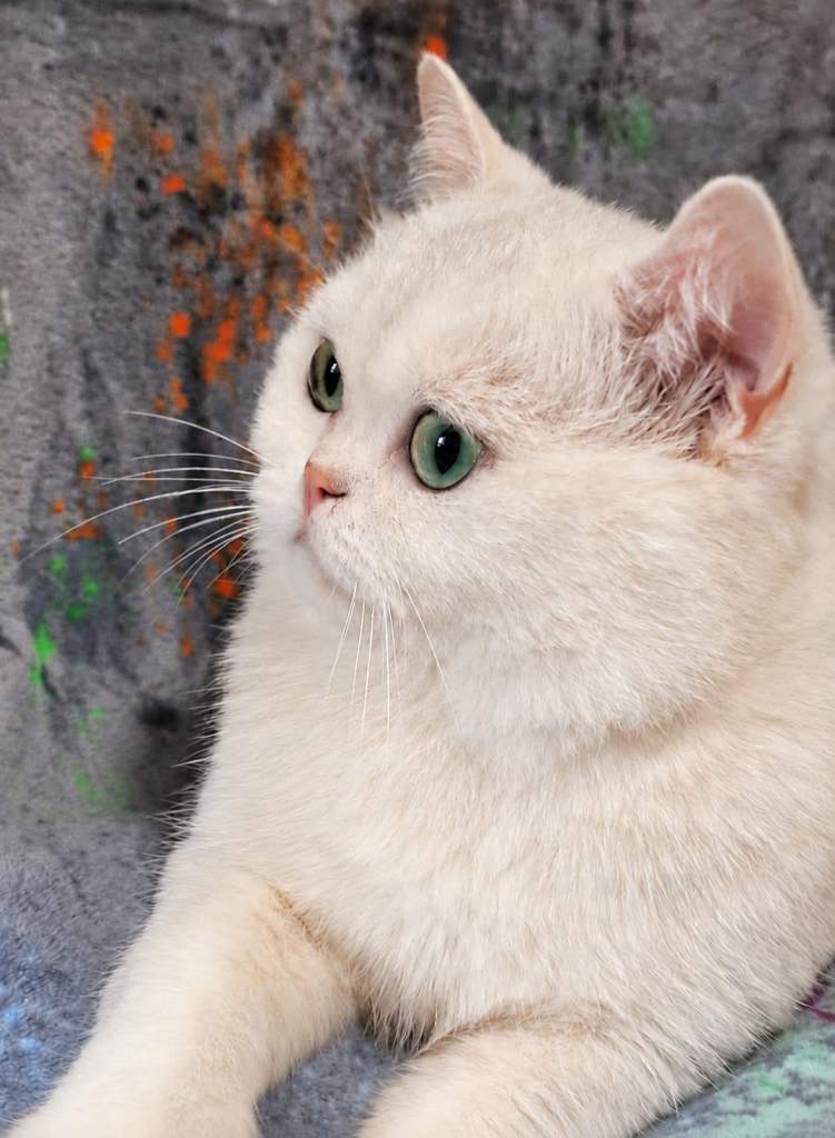 💖SILVER BLACK SHADED BRITISH SHORTHAIR BOY💖