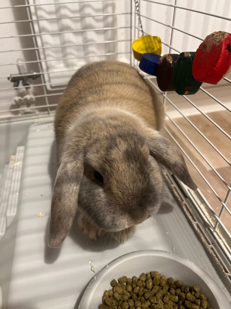 2 Lovely girl rabbits looking for a new home. 