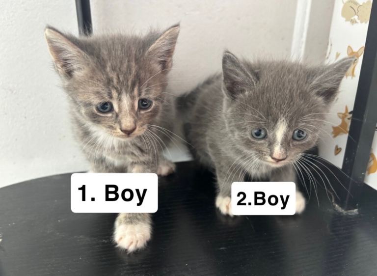 Cats for sale 