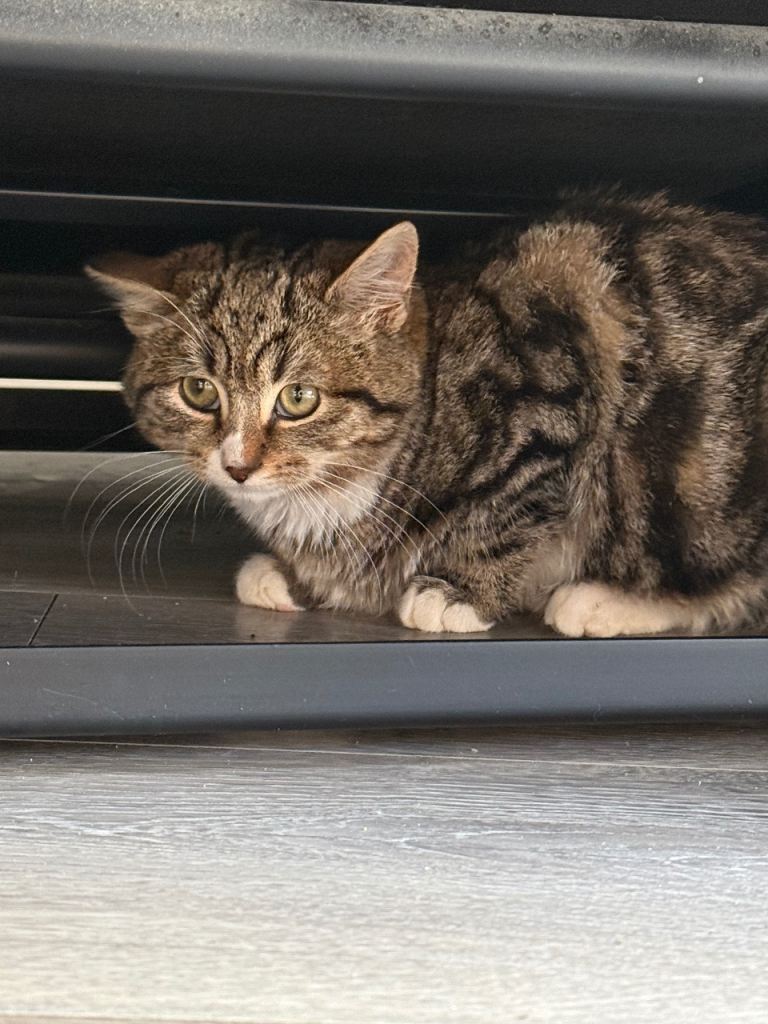 6 month old tabby kitten