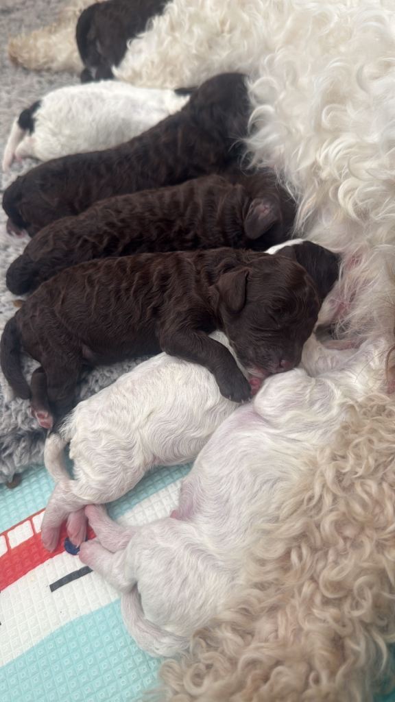Cockapoo puppies 