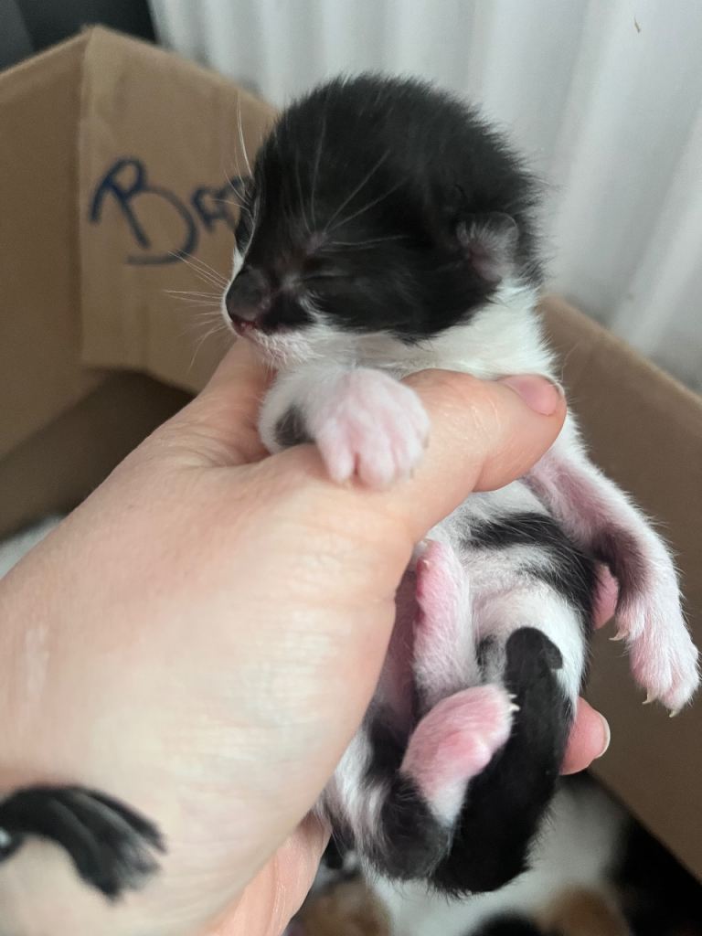 Kittens lookin for there forever home 