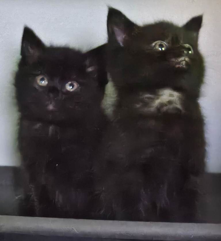 Beautiful black fluffy kittens