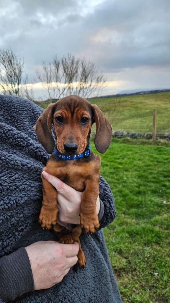 Stunning Miniature dachshunds for sale ✨️ 