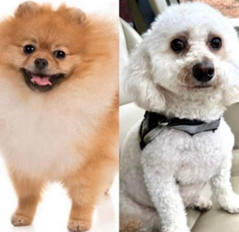 Maltipom 