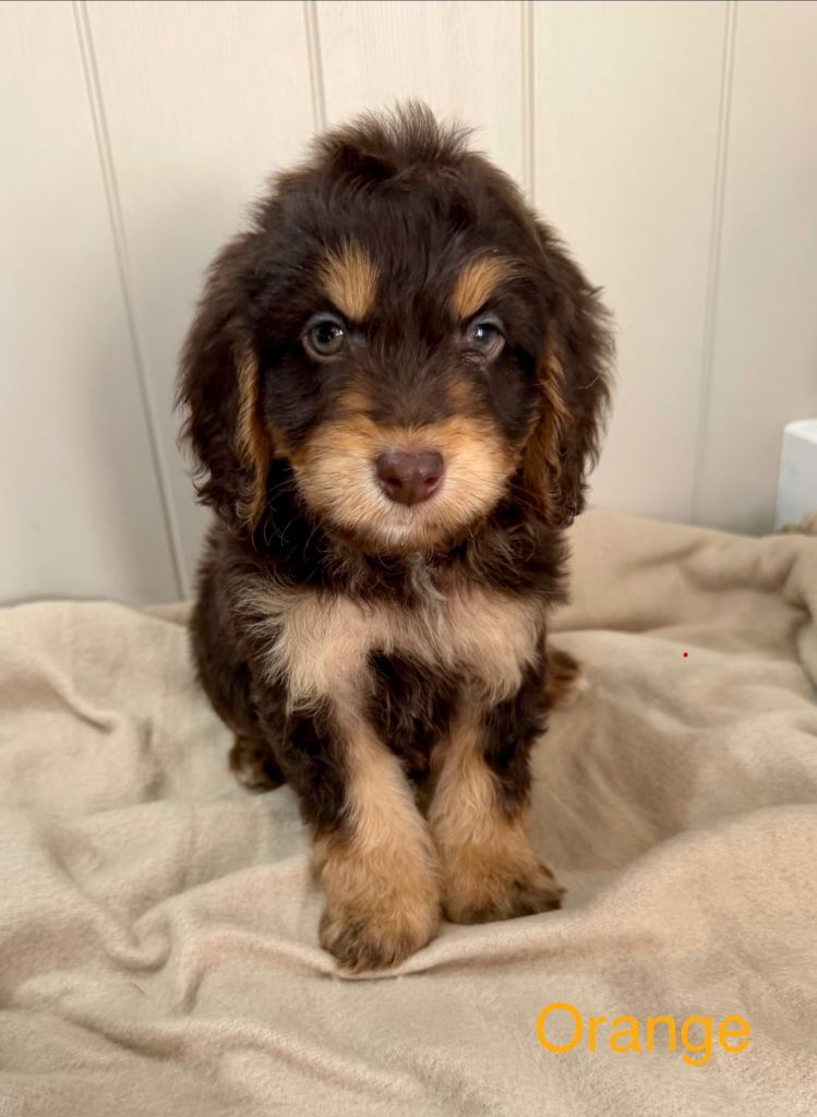 Chocolate Phantom Cockapoo Puppies
