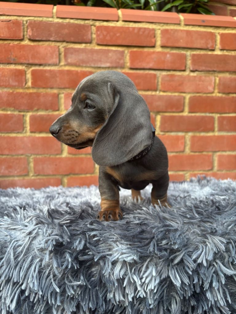 Miniature Dachshunds Ready to leave 