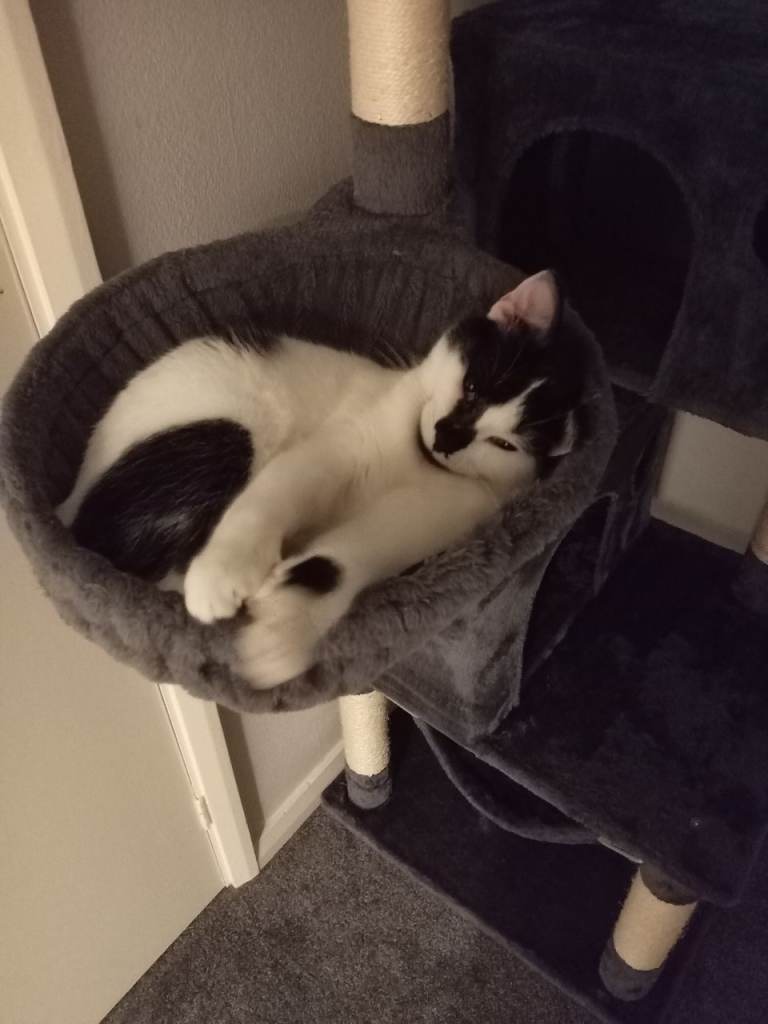 11 month old cat for sale! 