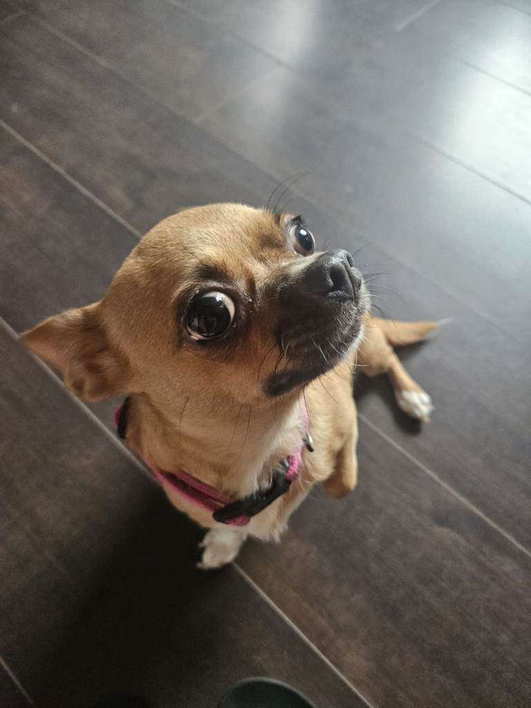 Red Fawn Chihuahua Girl 