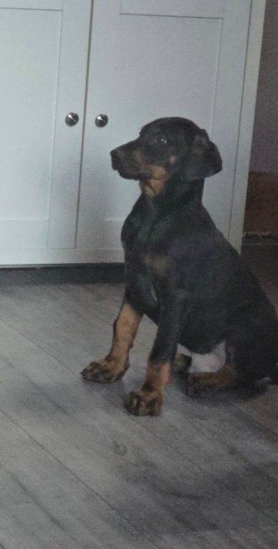 Dobermann puppy