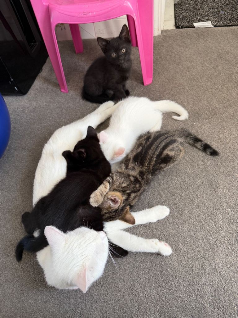 Kittens for sale 