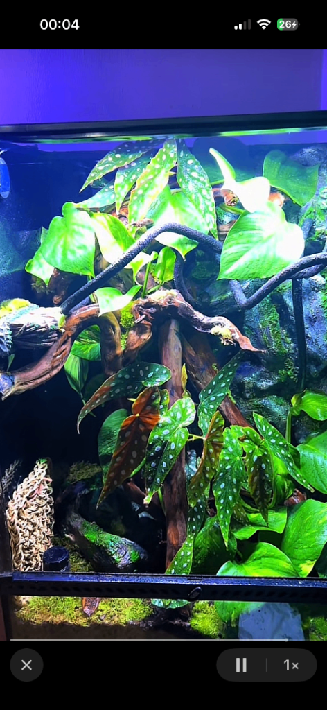 Exo terra 60x45x90 bioactive set up 