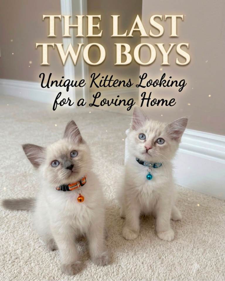 The last TWO Blue-Eyed Pure Ragdoll Kittens