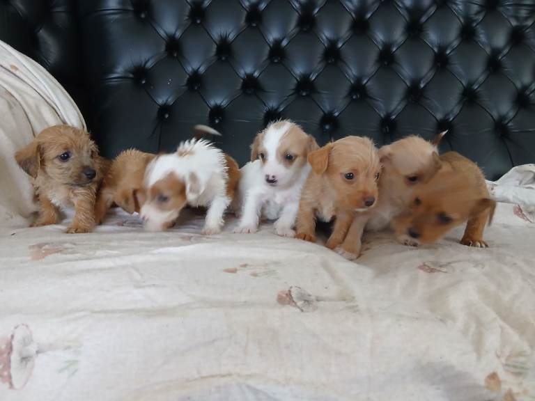 Jack russel terrier x sealyham terrier