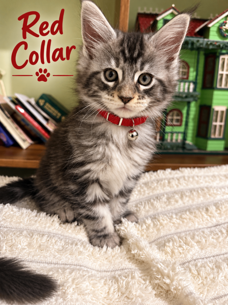 GCCF TICA MAINE COONS
