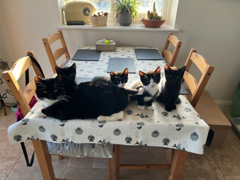 4 playful kittens looking for their forever home 