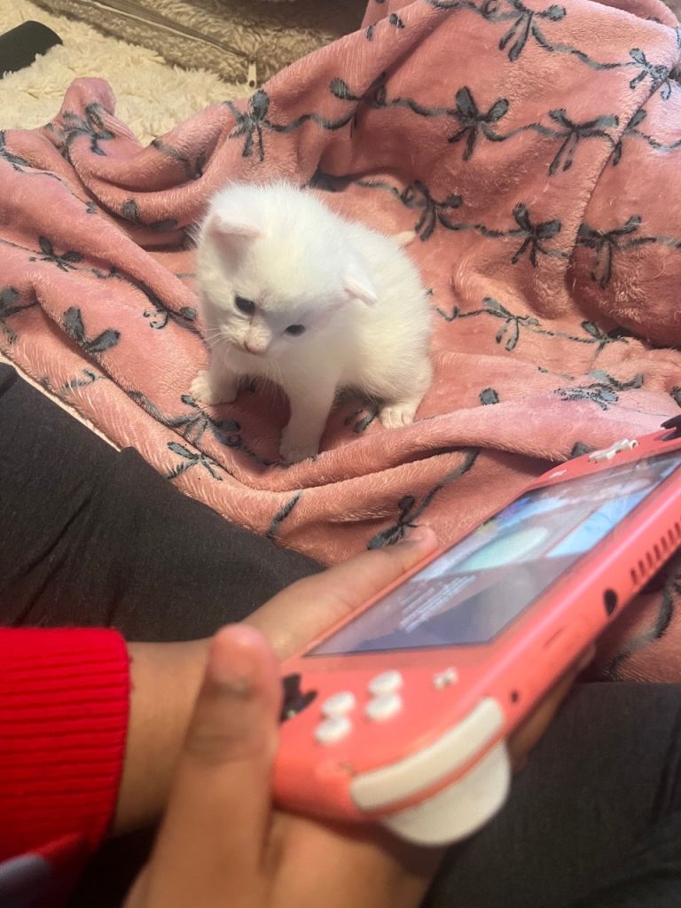 3 loving beautiful white kittens 🐱 