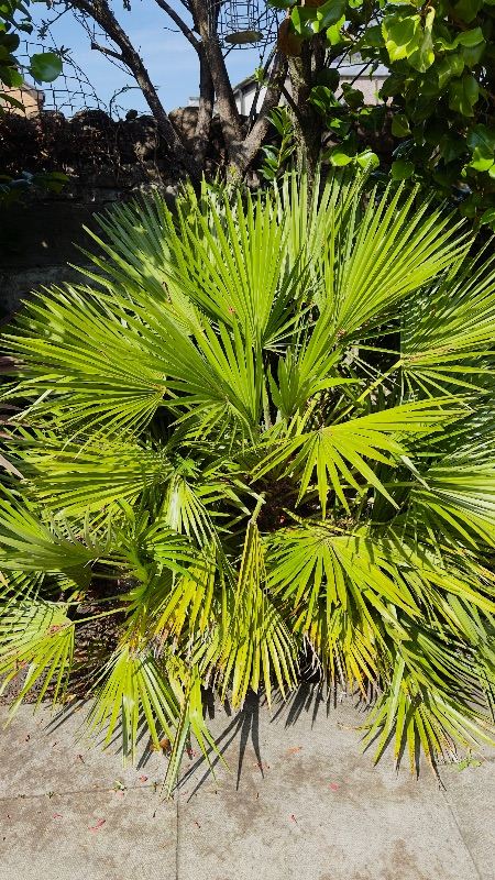 Established Palm Tree Plant – Healthy Garden Addition