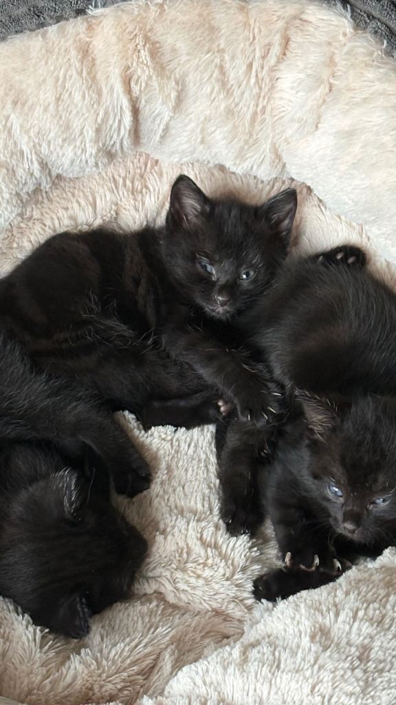 3 Fluffy Gorgeous Kittens 