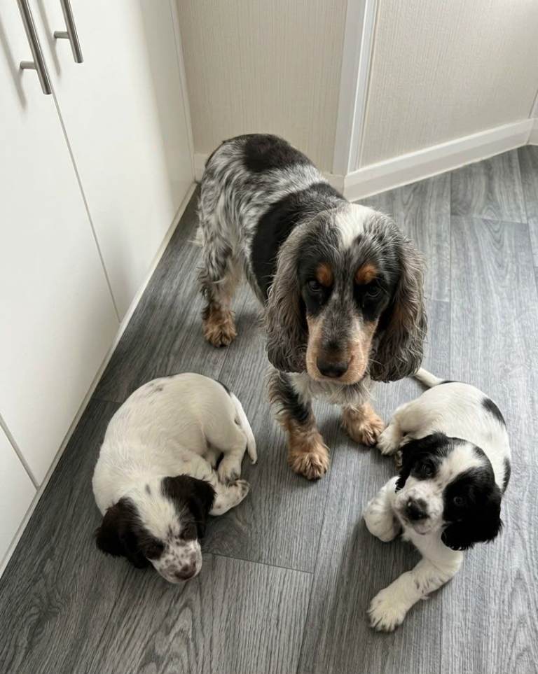 Cocker spaniel puppies