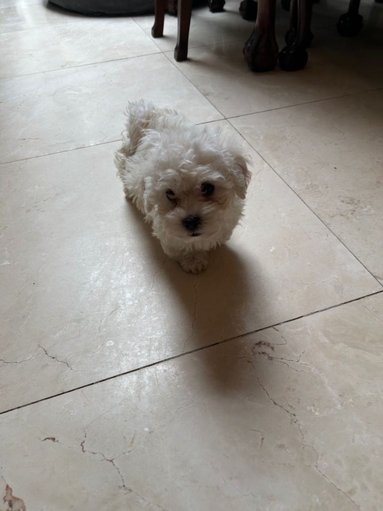 Bichon Maltese 