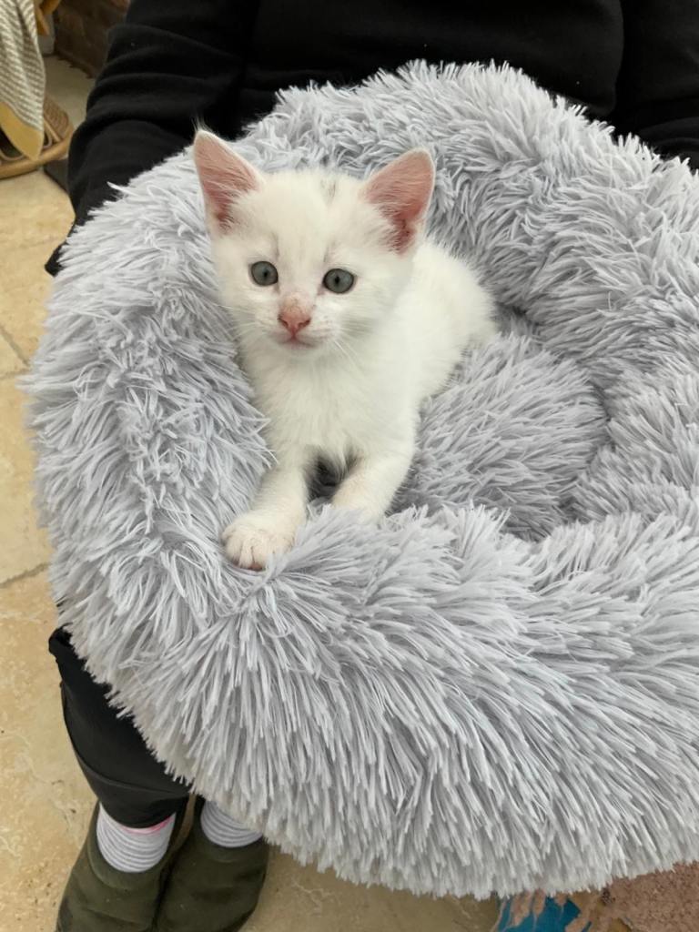 Kittens for sale £100 Carmarthen 