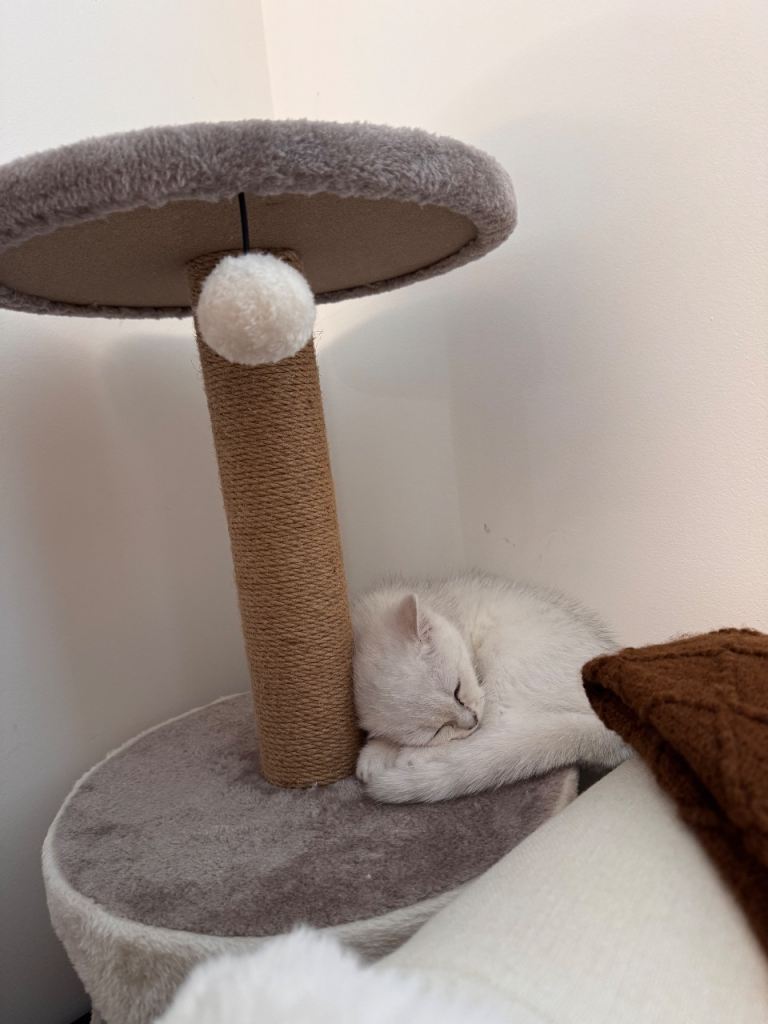 British shorthair 