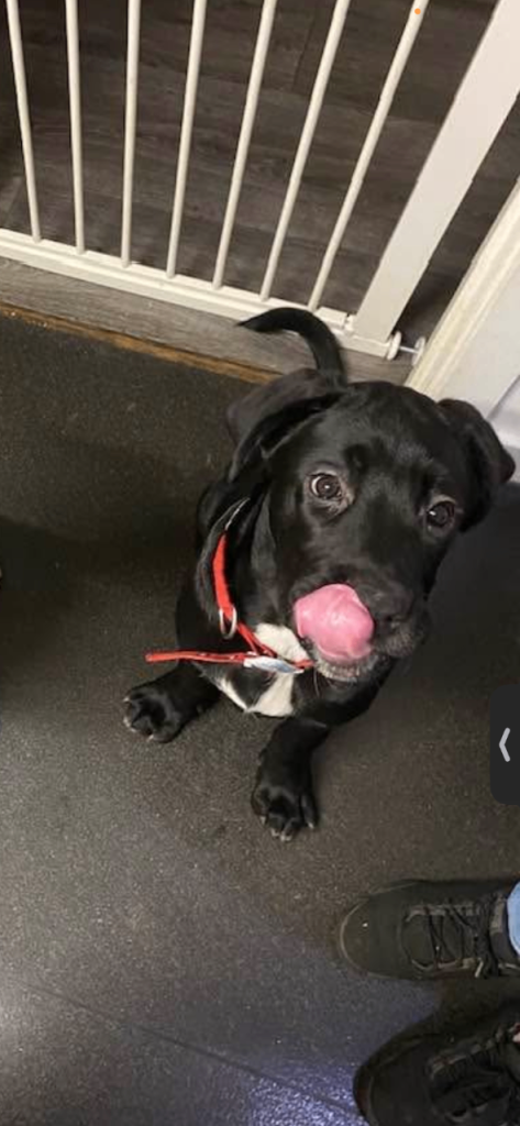 5mth cane corso, pabby 