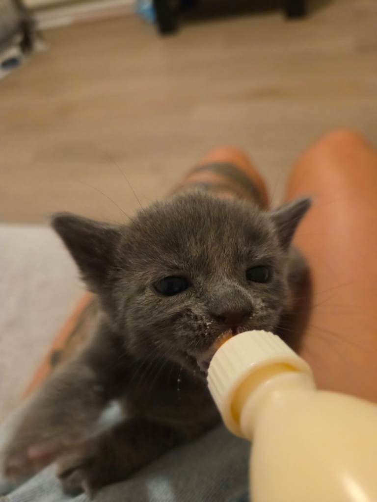 4 beautiful mixed kittens 