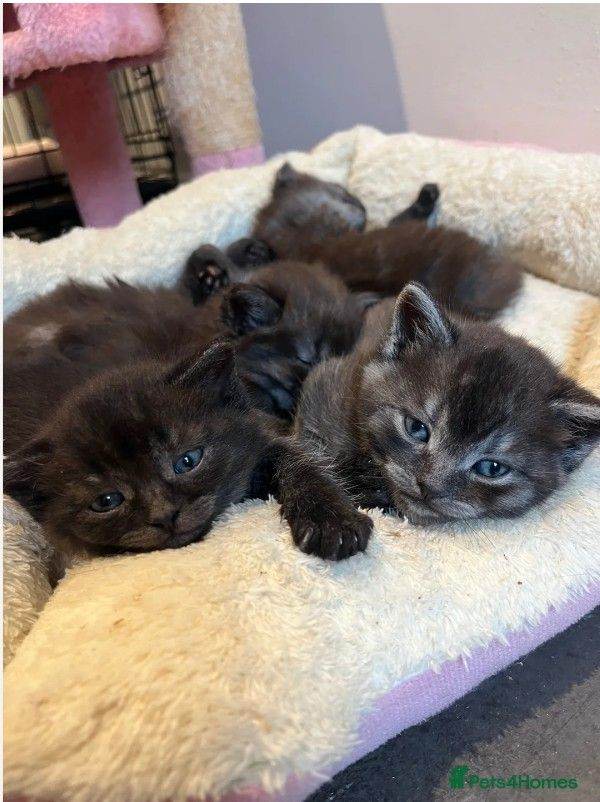 4x British Short Hair Cross Kittens
