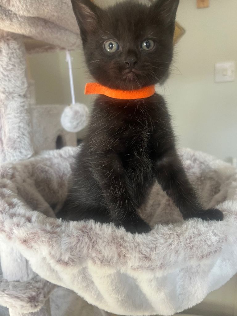 Stunning playful kittens