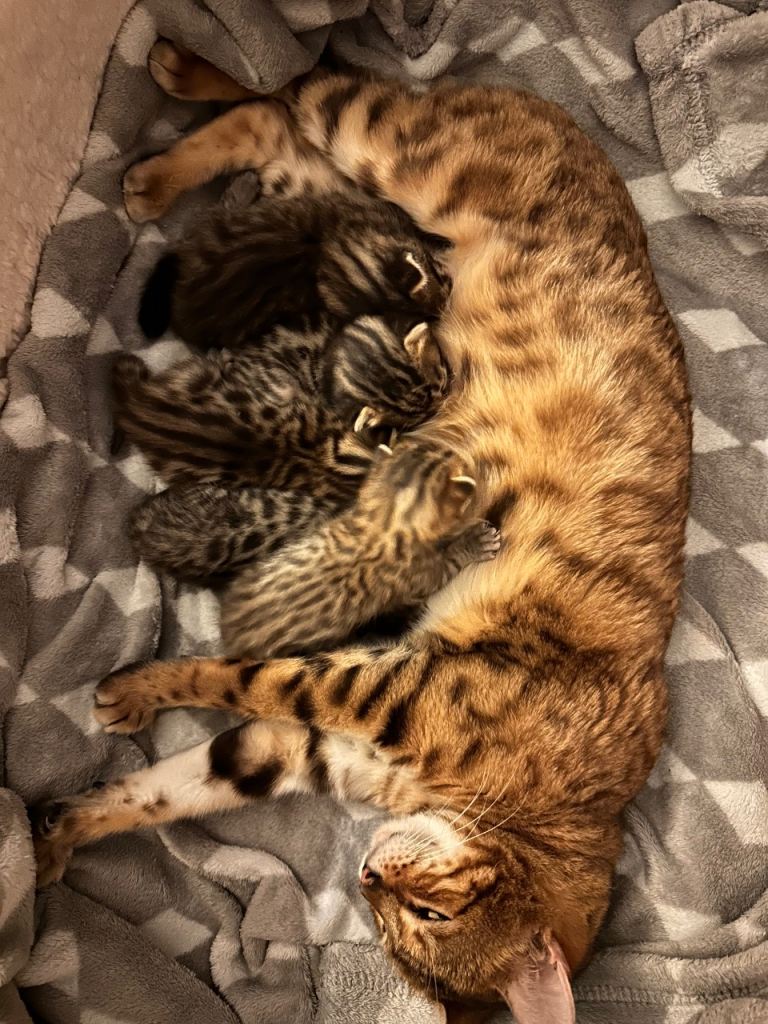 Cute Bengal kittens with strong marbled marks 
