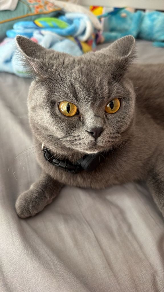 BSH female 