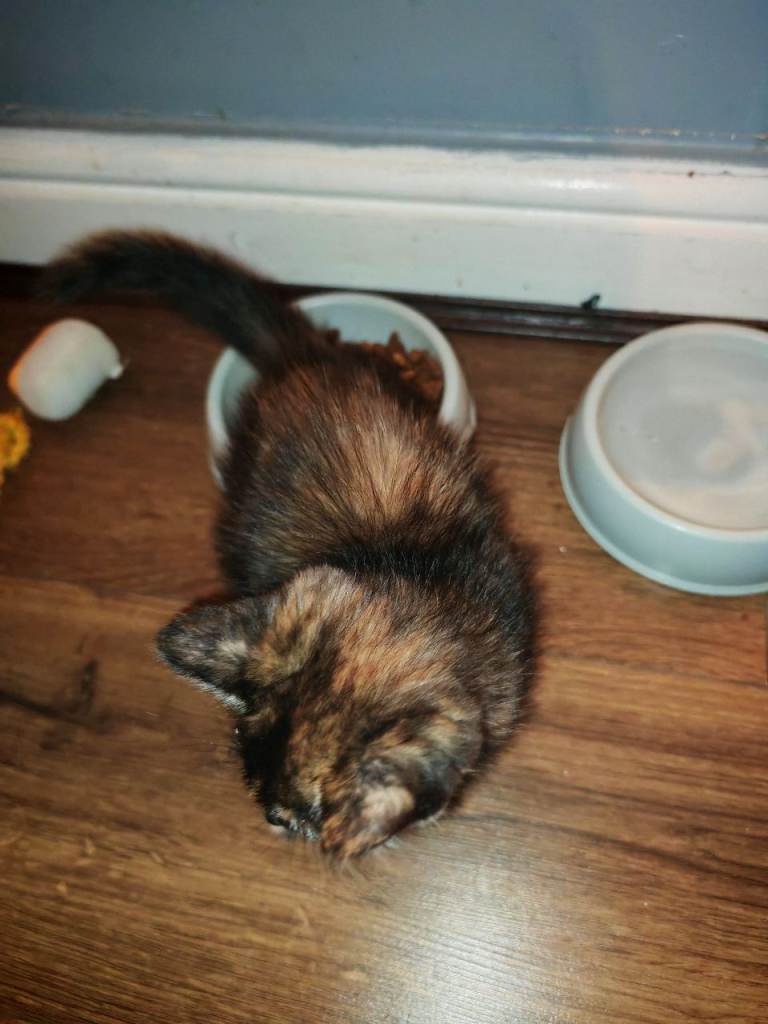 3 mixed British shorthair kittens