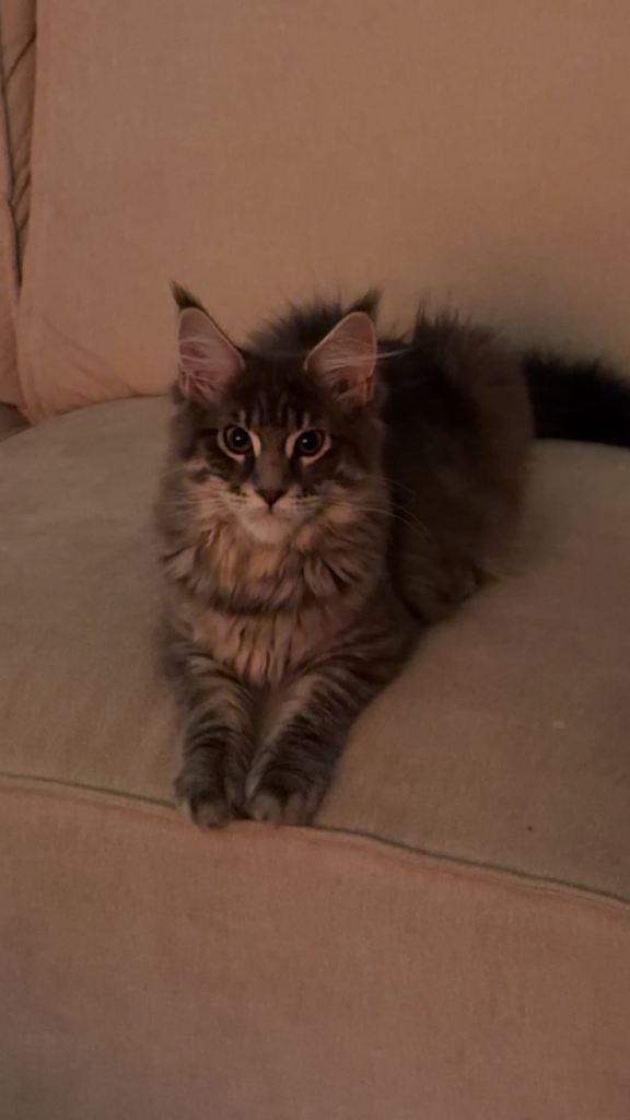 maine coon kittens 
