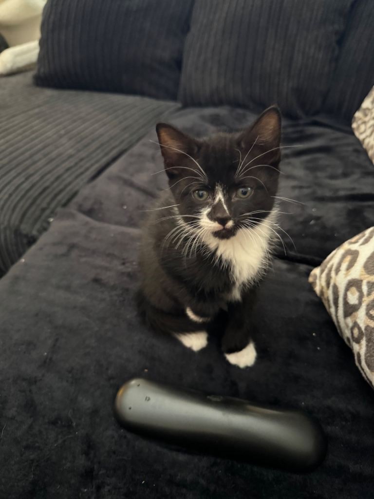 9 week old male kitten