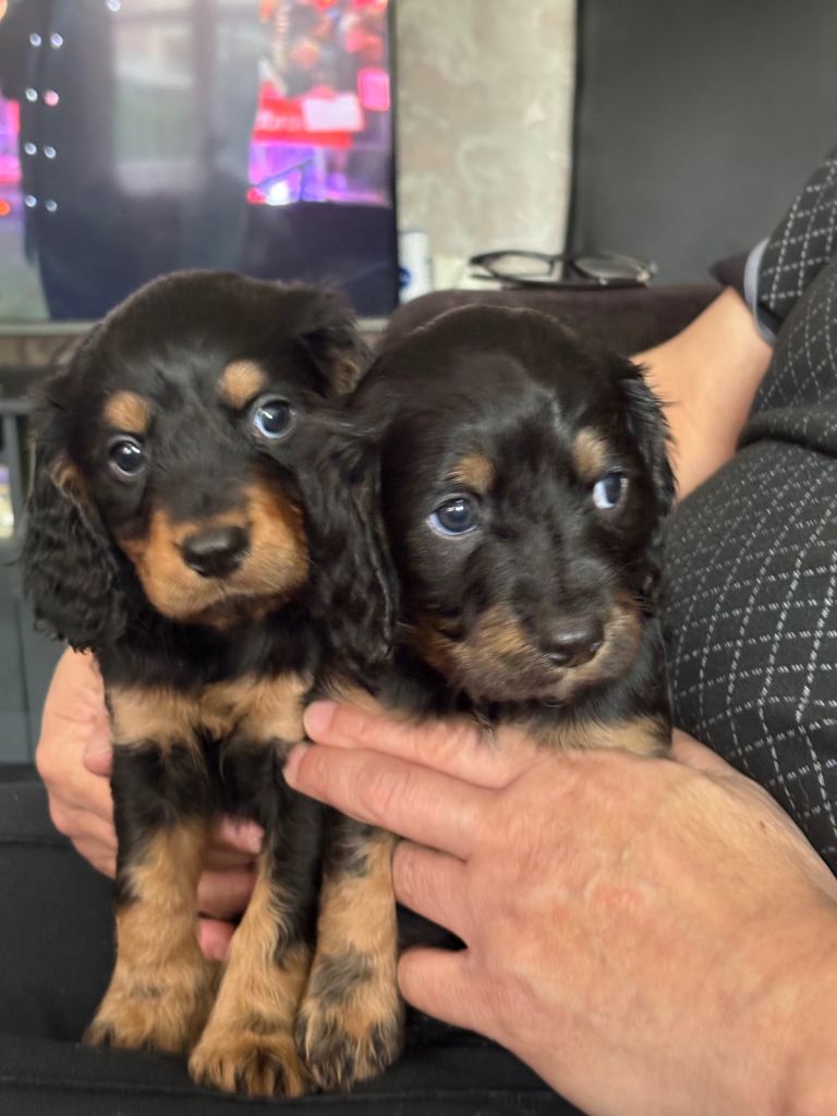 Cavapoo puppies