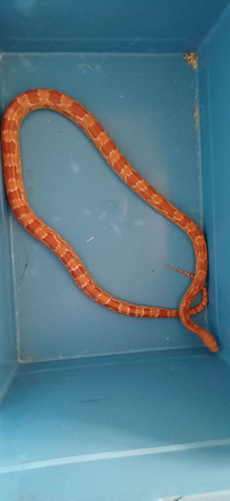 Beautiful Creasicle corn/rat snake hybrid