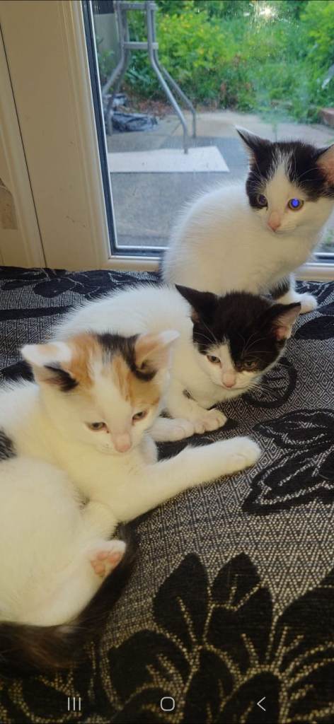3 beautiful kittens ready for their forever home 