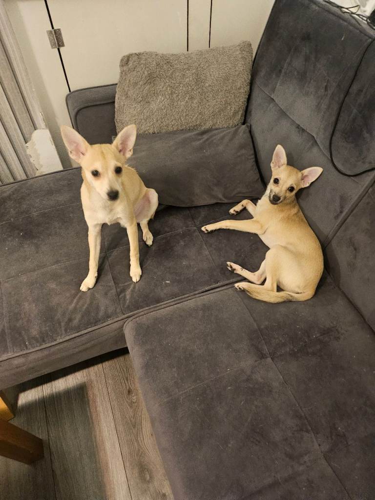 9-Month-Old Miniature Pinscher × Fox Face Pomeranian Puppy Looking for a Loving Home